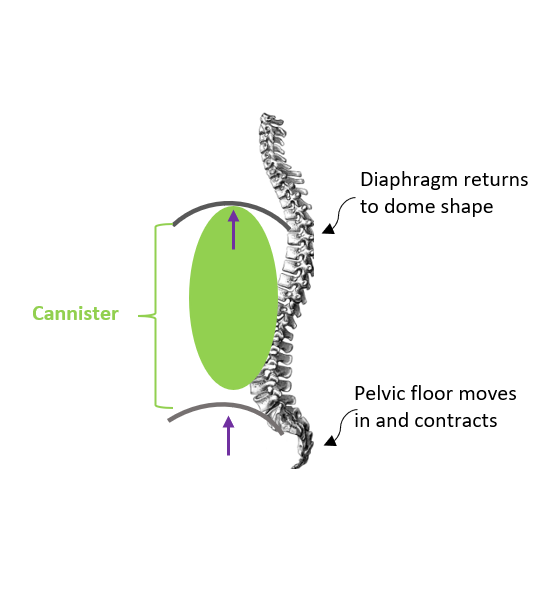 Exhalation: To demonstrate how the diaphragm and the pelvic floor moves when we breath out.