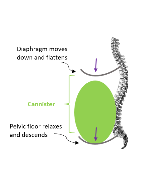 Inhalation: Demonstrating how the diaphragm and pelvic floor moves when we breath in.